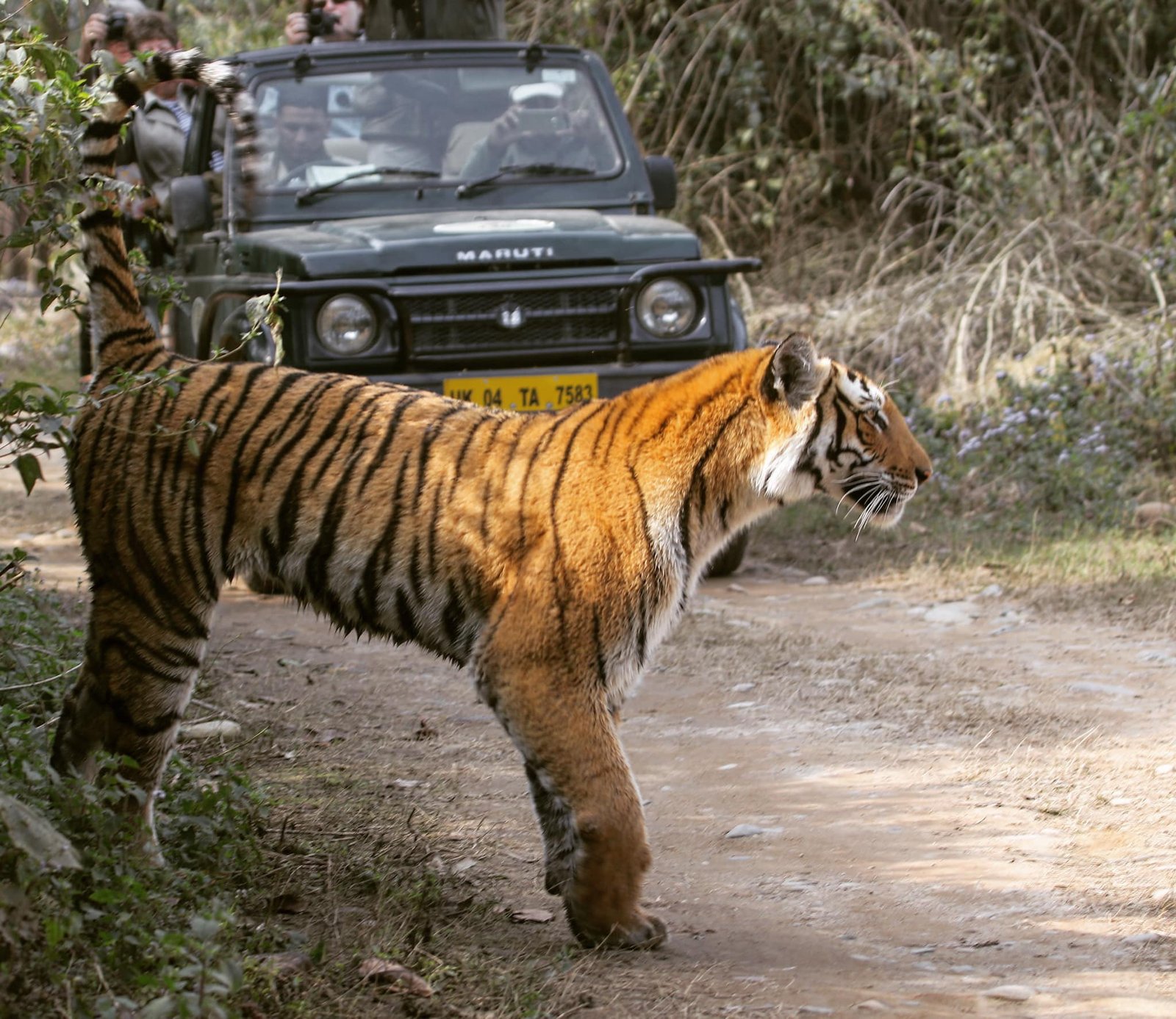 Corbett Tour Image